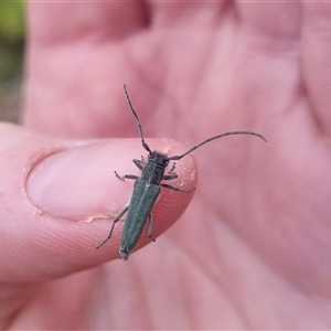 Phytoecia coerulescens at Bungendore, NSW - suppressed