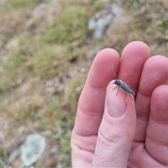 Phytoecia coerulescens at Bungendore, NSW - suppressed