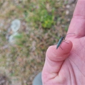 Phytoecia coerulescens at Bungendore, NSW - suppressed