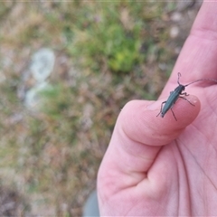 Phytoecia coerulescens at Bungendore, NSW - suppressed