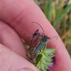 Phytoecia coerulescens at Bungendore, NSW - suppressed