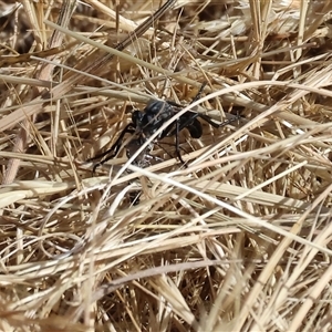 Unidentified Robber fly (Asilidae) at Wodonga, VIC by KylieWaldon