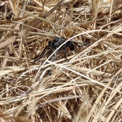 Unidentified Robber fly (Asilidae) at Wodonga, VIC - 26 Oct 2024 by KylieWaldon