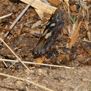 Vanessa itea at Belconnen, ACT - 2 Nov 2024 12:32 PM