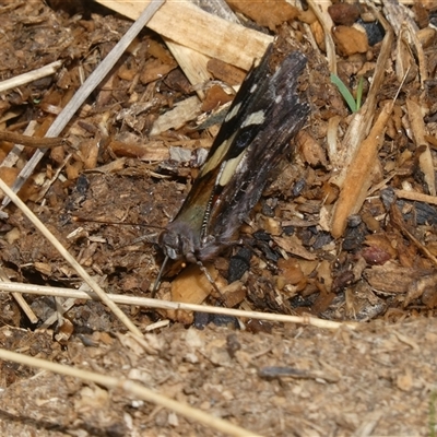 Vanessa itea (Yellow Admiral) at Belconnen, ACT - 2 Nov 2024 by JohnGiacon