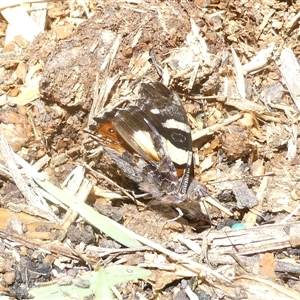 Vanessa itea at Belconnen, ACT - 2 Nov 2024 12:32 PM