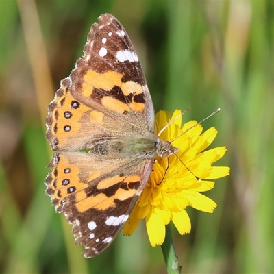 Vanessa kershawi (Australian Painted Lady) at Wodonga, VIC - 27 Oct 2024 by KylieWaldon