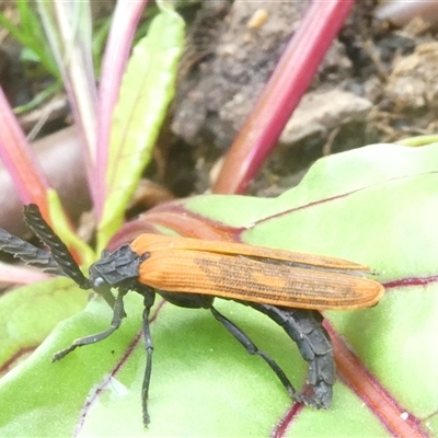 Porrostoma rhipidium (Long-nosed Lycid (Net-winged) beetle) at Belconnen, ACT - 2 Nov 2024 by JohnGiacon