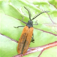 Porrostoma rhipidium at Belconnen, ACT - 2 Nov 2024