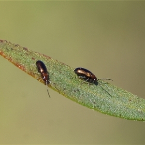 Unidentified Beetle (Coleoptera) at Wodonga, VIC by KylieWaldon