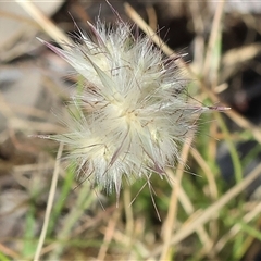 Rytidosperma sp. at Wodonga, VIC - 1 Nov 2024 by KylieWaldon