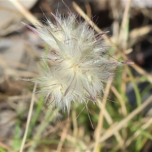 Rytidosperma sp. at Wodonga, VIC by KylieWaldon