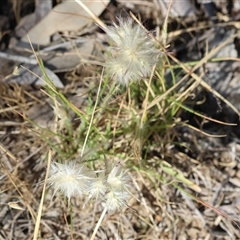 Rytidosperma (genus) at Wodonga, VIC - 2 Nov 2024 08:42 AM
