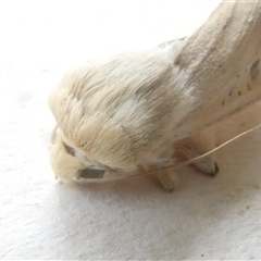 Australothis rubrescens at Belconnen, ACT - 2 Nov 2024