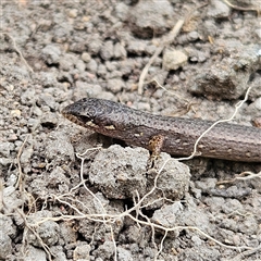 Saproscincus mustelinus (Weasel Skink) at Braidwood, NSW - 2 Nov 2024 by MatthewFrawley