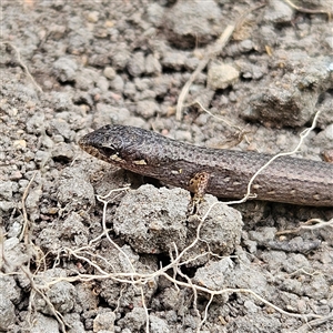 Saproscincus mustelinus at Braidwood, NSW - 2 Nov 2024