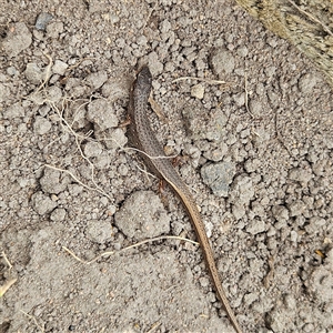 Saproscincus mustelinus at Braidwood, NSW - 2 Nov 2024 12:00 PM