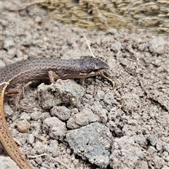 Saproscincus mustelinus at Braidwood, NSW - 2 Nov 2024