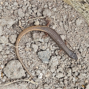 Saproscincus mustelinus at Braidwood, NSW - 2 Nov 2024