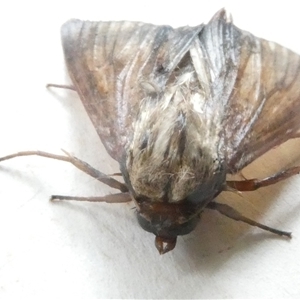 Australothis rubrescens at Belconnen, ACT - 2 Nov 2024