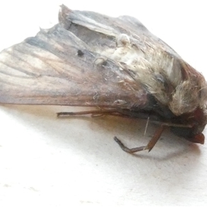 Australothis rubrescens at Belconnen, ACT - 2 Nov 2024