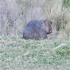 Vombatus ursinus (Common wombat, Bare-nosed Wombat) at Marlowe, NSW - 2 Nov 2024 by MatthewFrawley