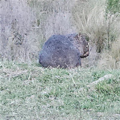 Vombatus ursinus (Bare-nosed Wombat) at Marlowe, NSW - 2 Nov 2024 by MatthewFrawley