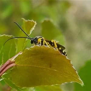 Metopius sp. (genus) at suppressed - 2 Nov 2024