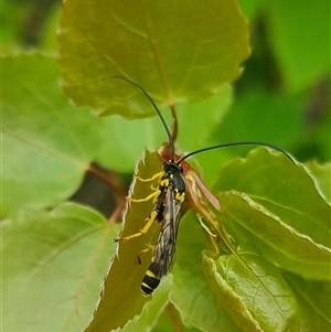 Metopius sp. (genus) at suppressed - 2 Nov 2024