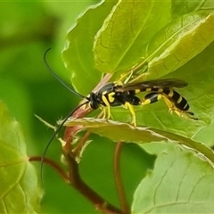 Metopius sp. (genus) at suppressed - 2 Nov 2024