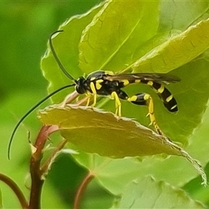 Metopius sp. (genus) at suppressed - 2 Nov 2024