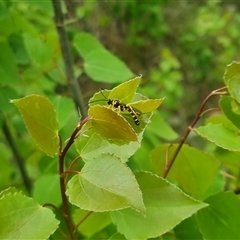 Metopius sp. (genus) at suppressed - 2 Nov 2024