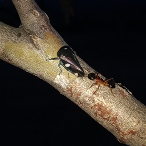 Eurymela distincta at Kambah, ACT - 2 Nov 2024