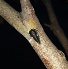 Eurymela distincta at Kambah, ACT - 2 Nov 2024