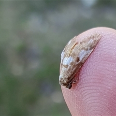 Anestia (genus) at Yass River, NSW - 1 Nov 2024