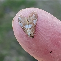 Anestia (genus) at Yass River, NSW - 1 Nov 2024 05:19 PM