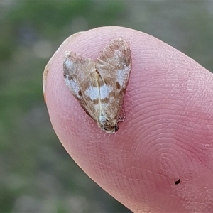 Anestia (genus) at Yass River, NSW - 1 Nov 2024 05:19 PM