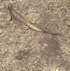 Pogona barbata (Eastern Bearded Dragon) at Hughes, ACT - 2 Nov 2024 by KL