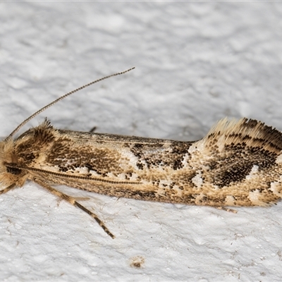 Moerarchis inconcisella (A tineid moth) at Melba, ACT - 30 Oct 2024 by kasiaaus