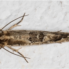 Moerarchis inconcisella at Melba, ACT - 30 Oct 2024 09:09 PM