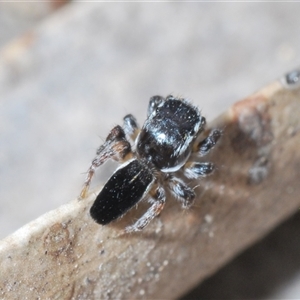 Maratus proszynskii at Tharwa, ACT - 1 Nov 2024 02:22 PM