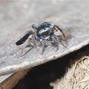 Maratus proszynskii at Tharwa, ACT - 1 Nov 2024 02:22 PM