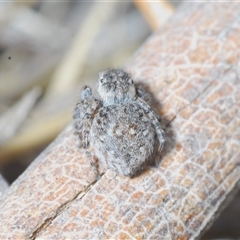 Maratus proszynskii at Tharwa, ACT - 1 Nov 2024 02:22 PM