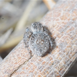 Maratus proszynskii at Tharwa, ACT - 1 Nov 2024