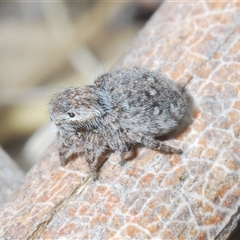 Maratus proszynskii at Tharwa, ACT - 1 Nov 2024