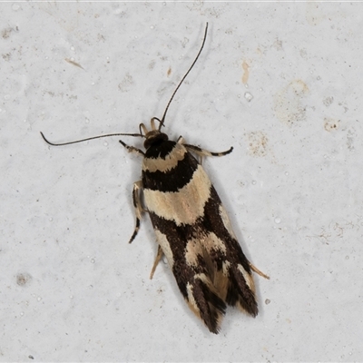 Macrobathra desmotoma ( A Cosmet moth) at Melba, ACT - 30 Oct 2024 by kasiaaus