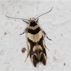 Macrobathra desmotoma at Melba, ACT - 30 Oct 2024 09:12 PM