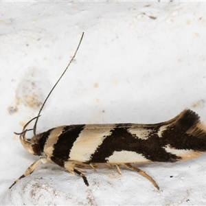 Macrobathra desmotoma at Melba, ACT - 30 Oct 2024 09:12 PM