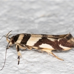 Macrobathra desmotoma at Melba, ACT - 30 Oct 2024 09:12 PM