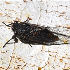 Unidentified Cicada (Hemiptera, Cicadoidea) at Tharwa, ACT - 1 Nov 2024 by Harrisi